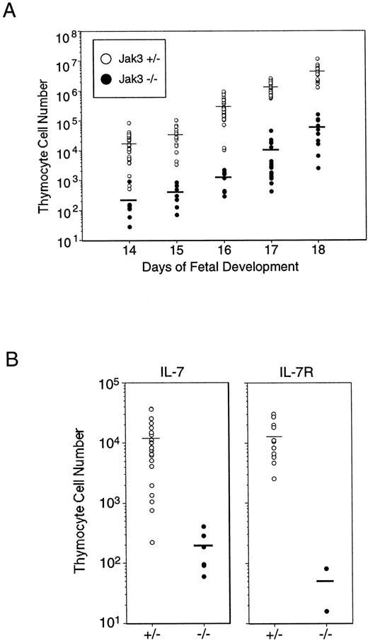 FIGURE 1. Thymocyte cell numbers are severely reduced in Jak3−/−, IL-7−/−, and IL-7Rα−/− fetal embryos. A, Thymocytes were harvested from Jak3+/− (○) and Jak3−/− (•) fetal embryos on the indicated days, counted, stained with an Ab to Thy1.2, and analyzed by flow cytometry. Thymocyte cell numbers were calculated by multiplying the total cell number by the percentage of Thy1.2+ cells. For all of the Jak3+/− embryos and the Jak3−/− day 17–18 embryos, each circle is representative of an individual embryo. For fetal day 14–16 Jak3−/− embryos, thymocytes were counted and stained individually, and then cells from three to five embryos were pooled before flow cytometry analysis. The average cell number was calculated for each pool and then multiplied by the percentage of Thy1.2+ cells. The horizontal bars represent the mean of the thymocyte cell number at each developmental day. B, Thymocytes were harvested from IL-7+/− and or IL-7Rα+/− and day 14 fetal embryos and analyzed as described above. Thymocyte cell numbers were calculated from pools of two to four embryos for IL-7−/− and pools of three embryos for IL-7Rα−/−.
