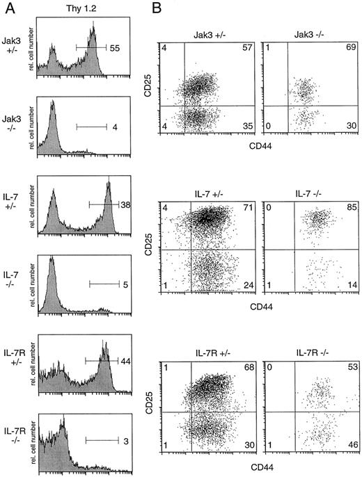 FIGURE 2. Jak3−/−, IL-7−/−, and IL-7Rα−/− day 14 fetal thymuses have normal proportions of thymic progenitor and pro-T cells. Thymocytes from fetal day 14 embryos were stained with Abs to Thy1.2, CD44, and CD25, and analyzed by flow cytometry. A, Histogram of Thy1.2 expression on fetal day 14 thymocytes from each strain of mice. The percentage of Thy1.2+ cells is indicated. B, CD44 and CD25 staining on gated Thy1.2+ cells is shown. The numbers indicate the percentage of cells in each quadrant. A representative histogram and dot plot from individual heterozygous thymuses or three to six pooled thymuses from the knockout embryos are shown. Staining of the Jak3 fetal thymocytes was performed with a different lot of Thy1.2-APC and CD25-PE. Data shown are representative of more than three independent experiments.