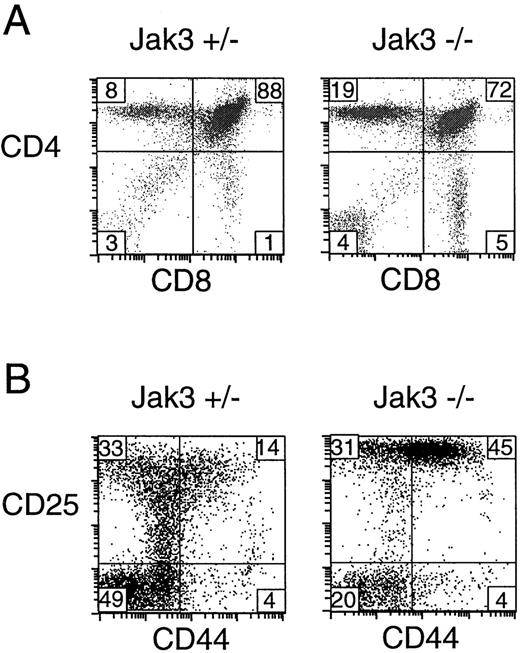 FIGURE 4. Thymocytes from adult Jak3−/− mice are inefficient at progressing through the pre-TCR signaling stage. Total thymocytes (A) or TN thymocytes (B) were isolated as described from 6- to 8-wk-old Jak3+/− and Jak3−/− mice, stained with Abs to CD4 and CD8 (A) or CD44 and CD25 (B), and analyzed by flow cytometry. The TN thymocytes were identified as described in Materials and Methods. The numbers indicate the percentage of cells in each quadrant. The dot plots are representative of more than six independent experiments.