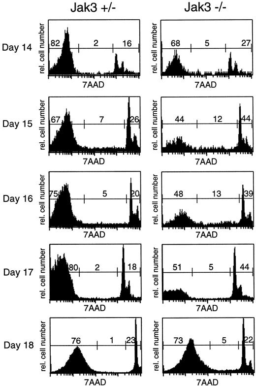 FIGURE 5. Jak3−/− fetal thymocytes exhibit increased apoptosis throughout development. Thymocytes from Jak3+/− and Jak3−/− fetal embryos were harvested on the indicated days and stained with an Ab to Thy1.2 and incubated with 7AAD before analysis by flow cytometry. 7AAD staining on gated Thy1.2+ cells is shown. The numbers in each histogram indicate live (left), apoptotic (middle), or dead (right) cells. The histograms shown are representative staining profiles of individual thymuses from Jak3+/− embryos (day 14–18) and Jak3−/− embryos (day 17–18) or of two to five pooled thymuses from Jak3−/− embryos (day 14–16). At least three independent experiments were performed with similar results.