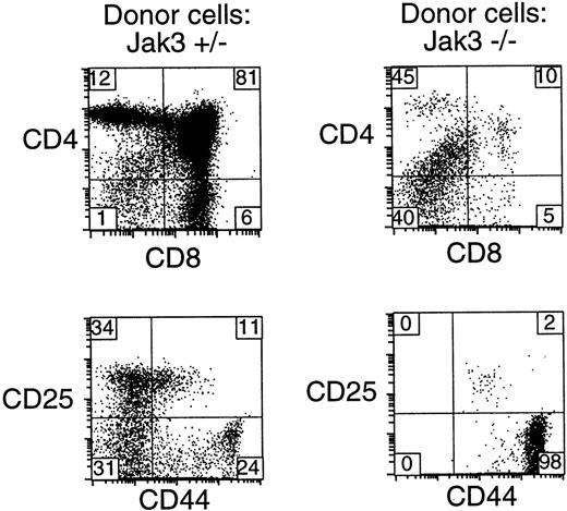 FIGURE 6. Jak3−/− thymic progenitor cells fail to differentiate in the presence of competing wild-type cells. Congenic B6-LY5.2 mice (positive for CD45.1) were irradiated and injected intrathymically with 4 × 106 Jak3+/− or Jak3−/− (CD45.2+) bone marrow cells. Four-week posttransfer thymocytes from recipient mice were stained with Abs to CD45.1, CD45.2, CD4, CD8, CD44, and CD25 and analyzed by flow cytometry. The dot plots were gated on CD45.2+ cells and are representative of the animals analyzed in Table I. The CD44/CD25 plots were also gated on TN cells as described in Materials and Methods. The percentage of cells in each quadrant is indicated.
