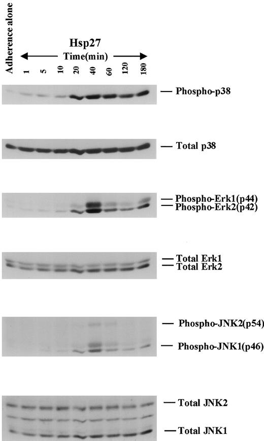 FIGURE 4. Activation (phosphorylation) of different MAPK pathways in human monocytes by hsp27. A total of 1.5 × 106 monocytes was cultured for 2 h in serum-free medium, followed by stimulation with hsp27 (2 μg/ml) for different time periods (1–180 min). Cells were lysed as detailed in Materials and Methods. Equal amounts of postnuclear lysates were immunoblotted (SDS-12% PAGE, followed by transfer to nitrocellulose membrane) with anti-phospho-p38 MAPK Ab. The same membranes were used for detection of other MAPK (both phosphorylated and total) by sequential stripping of the membranes, followed by reprobing the blots with respective Ab. Representative of three experiments.