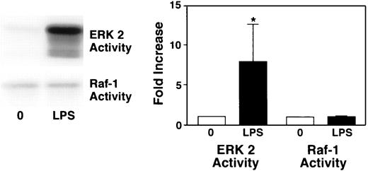 FIGURE 2. LPS does not activate Raf-1 at an optimal time for ERK activation. Alveolar macrophages were treated with LPS (1 μg/ml) for 15 min. Whole cell protein was obtained, and either ERK 2 or Raf-1 was immunoprecipitated from 200 μg of the lysates. Kinase activity assays were performed using MBP (10 μg) as a substrate. The resulting phosphorylated proteins (MBP) were run out on 12% SDS-PAGE gels. The gels were dried and autoradiography was performed. Values reflect densitometric data from three separate experiments, expressed as fold increase. ∗, p < 0.05.