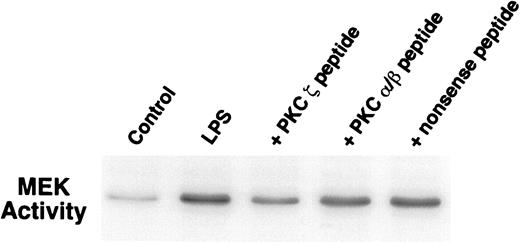 FIGURE 9. LPS activation of MEK is blocked by a PKC ζ-specific peptide. Alveolar macrophages were treated with a PKC ζ-specific, a PKC αβ-specific, or a nonsense peptide (20 μM) for 30 min followed by LPS (1 μg/ml) for 15 min. Whole cell protein was obtained, and MEK was immunoprecipitated from 200 μg of the lysates. Kinase activity assays were performed using MBP (10 μg) as a substrate. The resulting phosphorylated proteins (MBP) were run out on 12% SDS-PAGE gels. The gels were dried and autoradiography was performed.
