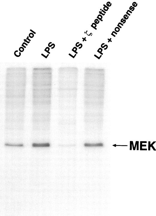 FIGURE 11. LPS phosphorylation of MEK is blocked by an inhibitory PKC ζ-specific peptide. Alveolar macrophages were phosphate loaded with 1.25 mCi of 32Pi per group as described in Materials and Methods. They were then treated with either a PKC ζ-specific or a nonsense peptide (20 μM) for 30 min followed by LPS (1 μg/ml) for 15 min. Whole cell protein was obtained and MEK immunoprecipitated from 500 μg lysate. A 10% SDS-PAGE gel was run, and the phosphorylated protein was visualized by autoradiography.