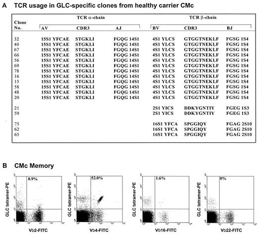 FIGURE 3. A, TCR usage in GLC-specific clones generated from healthy carrier CMc by peptide stimulation in vitro using the same protocol as generated memory clones from post-IM donors in Tables I-III. B, FACS analysis of PBMC taken from donor CMc and triple stained with Tricolor-labeled anti-CD8 mAb, PE-labeled A2.01/GLC tetramer, and FITC-labeled mAbs to one of the following Vβ subsets, Vβ2, Vβ4, Vβ16, and Vβ22. Results are shown as 1% tetramer-positive cells which expressed a particular Vβ. Note that in PBMC from donor CMc, 1.0% CD8+ cells stained with the A2.01/GLC tetramer (data not shown).