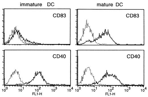 FIGURE 1. Immature and mature dendritic cells express comparable levels of CD40. Dendritic cells were cultured in the presence or absence of MCM from day 7 to day 10. The resulting immature (left) and mature (right) populations were stained with mAb G28-5, anti-CD40 (lower row). For comparison, the degree of maturation is demonstrated by the expression of CD83: immature dendritic cells are largely negative (upper left); mature dendritic cells uniformly express high levels of CD83 (upper right). Histograms show CD40 or CD83 fluorescence of large cells (bold line), gated as depicted in the dot plots in Fig. 2. Dotted line shows staining with isotype-matched control Ig.
