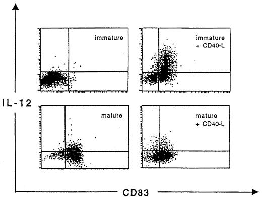 FIGURE 6. IL-12 is synthesized in maturing dendritic cells. Immature and mature dendritic cells on day 10 were cocultured with CD40 ligand-expressing cells (right) for 30 h, the last 5 h thereof in the presence of brefeldin A to stop cytokine secretion. Dendritic cells in the absence of the CD40 stimulus (left) do not show p40 staining. Note that those cells that express IL-12 p40 are CD83+, i.e., they have matured in response to CD40 stimulation. Mature dendritic cells (lower right) make low amounts of p40.