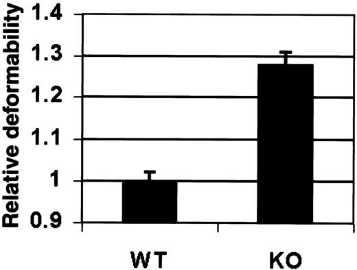 FIGURE 6. Splenocytes from vimentin KO mouse are significantly more deformable than splenocytes from normal mice (p < 0.01). Quantitative analysis of relative deformability of spherical cultured splenocytes normalized to WT samples. Data are from 95 cells in five independent experiments, using splenocyte cultures derived from three pairs of normal and KO mice, ±SEM.