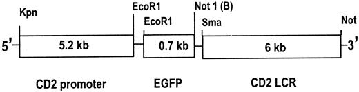 FIGURE 1. Restriction map of the CD2-EGFP DNA construct used for microinjection. The GFP coding sequence was placed under transcriptional control of the human CD2 promoter. The vector backbone was excised and the construct was injected into B6CBAF1/J F2 embryos. LCR, Locus control region.