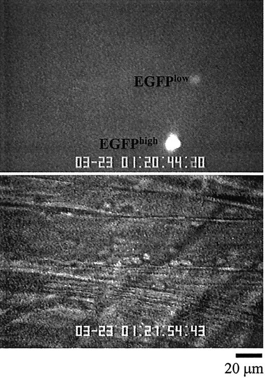FIGURE 2. Visualization of GFP+ cells by intravital microscopy. Upper panel shows an epifluorescent image of a cell expressing high levels of GFP (EGFP high) and one expressing lower level of GFP (EGFPlow). Lower panel shows the transillumination image of the same postcapillary venule of the inflamed cremaster muscle.