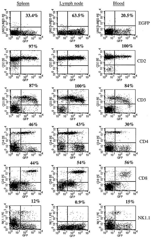 FIGURE 3. Characterization of EGFP+ leukocytes in the spleen (left), lymph node (middle), and peripheral blood (right). Cells from each tissue were stained with PE-conjugated Abs to the indicated cell surface markers and analyzed by flow cytometry. A total of 33.4% of splenocytes, 63.5% of lymph node cells, and 20.5% of peripheral blood leukocytes were positive for EGFP. The percentage indicated above each plot represents the percentage of EGFP+ cells expressing each marker (CD2, CD3, CD4, CD8, and NK1.1).