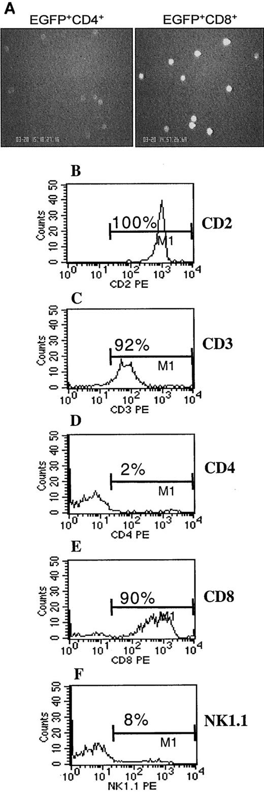 FIGURE 4. A, Visualization of EGFP+ peripheral blood CD4 and CD8 T cells by epifluorescence microscopy. Cells were stained with PE-conjugated Abs to CD4 or CD8, and EGFP+ CD4 and CD8 T cells were sorted and observed under an epifluorescent microscope. B–F, Analysis of the brightest 1% of total peripheral blood leukocytes. Cells were gated for brightest 1% of the peripheral blood leukocytes and analyzed for cell surface expression of indicated markers by flow cytometry. The percentage indicates the percentage of EGFP+ cells expressing each marker.