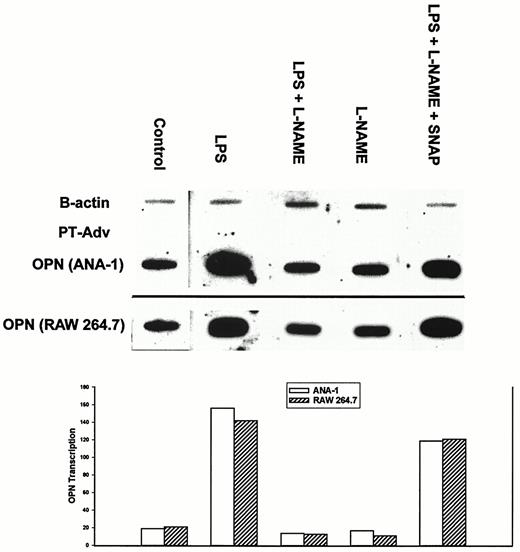 FIGURE 4. Effect of LPS-induced NO production on OPN gene transcription in ANA-1 and RAW 264.7 macrophages. ANA-1 and RAW 264.7 macrophages were treated with LPS, LPS plus l-NAME, l-NAME, and LPS plus l-NAME plus SNAP for a period of 12 h. Target DNA for murine OPN was amplified by PCR based upon the published sequence. β-actin and pT-Adv DNA served as positive and negative controls, respectively. Blot is representative of three experiments. The histogram is representation of LPS-induced OPN gene transcription normalized to β-actin.