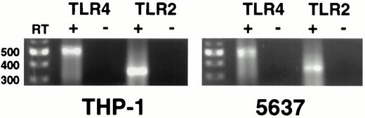FIGURE 5. 5637 bladder epithelial cells express TLR4 and TLR2 mRNAs. RT-PCR for expression of TLR4 and TLR2 mRNAs was assessed using total RNA from PMA differentiated THP-1 cells (positive control) and 5637 bladder epithelial cells. Reverse transcriptase-specific products were detected for TLR4 and TLR2 in both cell lines.