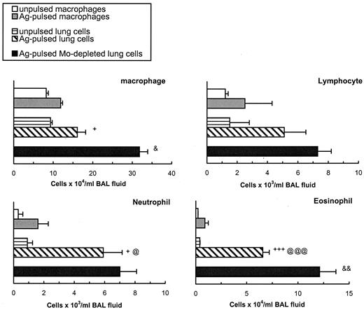 FIGURE 6. Pulmonary transfer of OVA-pulsed lung cells (3 × 106), lung macrophages (1.5 × 106), or pulsed macrophage-depleted lung cells (5 × 105) induces different inflammatory responses in the airways of Ag-sensitized recipient mice. Lung APCs were prepared and irradiated as described in Materials and Methods, with and without OVA pulsing (1 mg/ml). BAL fluids were collected 3 days after adoptive transfer for cell differential counts. Data represent the mean and SEM of four to six mice per group. Compared with transfer of unpulsed cells, +, p < 0.05; +++, p < 0.001; with OVA-pulsed lung macrophages, @, p < 0.05; @@@, p < 0.001; and with OVA-pulsed lung cells, &, p < 0.05; &&, p < 0.01.