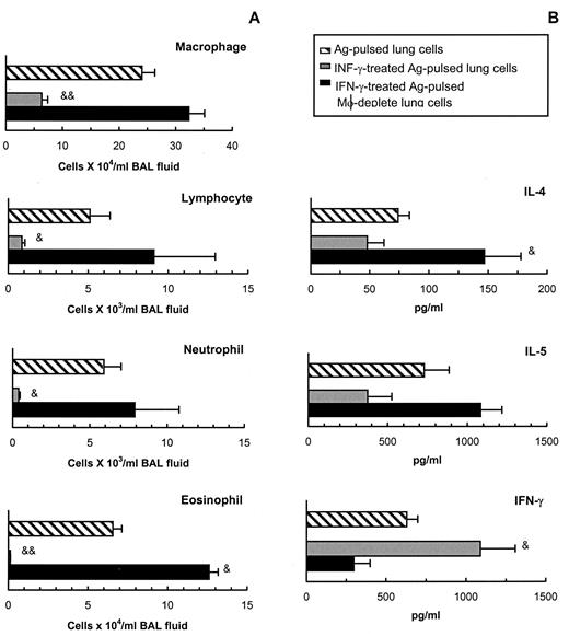 FIGURE 9. IFN-γ pretreatment in OVA-pulsed lung cells (3 × 106), but not in OVA-pulsed macrophage-depleted lung cells (5 × 105), prevents the Ag-induced Th2/inflammatory responses in the airways of Ag-sensitized recipient mice. The two-cell preparations were isolated, irradiated, and pulsed with OVA (1 mg/ml), as described in Materials and Methods, and exposed to IFN-γ (5 ng/ml) 2 h before OVA pulsing. BAL fluids were collected 3 days after adoptive transfer for cell differential counts (A) and cytokine ELISA analysis (B). Data represent the mean and SEM of four to six mice per group. Compared with untreated OVA-pulsed lung cells, &, p < 0.05; &&, p < 0.01.