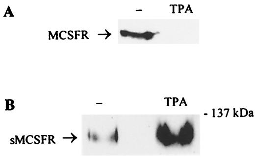 FIGURE 1. TPA-induced down-modulation and extracellular shedding of M-CSFR. BAC.1-2F5 macrophages were treated with 1 μM TPA for 60 min, and M-CSFR was detected by SDS-PAGE and immunoblotting of cell lysates (A) and culture media (B) using an antiserum raised against the extracellular domain of murine M-CSFR. sM-CSFR, soluble M-CSFR; M-CSFR, 185-kDa cell surface receptor.