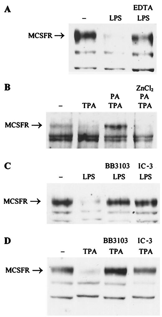 FIGURE 2. Effects of metalloprotease inhibitors on M-CSFR down-modulation. BAC macrophages were treated for 60 min with 10 ng/ml LPS (A and C) or 1 μM TPA (B and D) in the absence or the presence of (added 30 min before and kept throughout the treatment with the activator) 10 mM EDTA (A), or 5 mM 1,10-phenanthroline (PA), or PA plus 5 mM ZnCl2 (added 30 min before PA and kept throughout) (B), or 200 μM IC-3 or 10 μM BB-3103 (C and D).