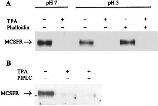 FIGURE 3. Effects of removal of soluble or GPI-anchored proteins from cell surface on M-CSFR down-modulation. BAC macrophages were washed with an isotonic pH 7 or pH 3 buffer and treated with 1 μM TPA for 60 min, or treated or not with the exocytosis inhibitor phalloidin (10 μM) before the acid wash and immediately after, 15 min before, and then throughout the treatment with TPA (A). Cells were incubated or not with 100 μm/ml PI-PLC for 60 min before and then throughout the treatment with TPA (B).