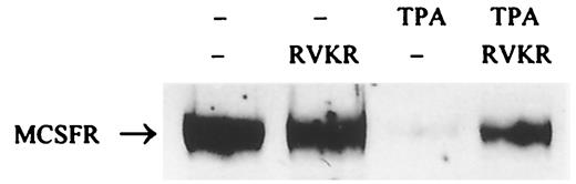 FIGURE 4. Effects of the inhibition of furin-type enzymes on M-CSFR down-modulation. BAC macrophages were incubated in the absence or the presence of 50 μM dec-RVKR-cmk (RVKR) for 16 h before and then throughout a 60-min treatment with 1 μM TPA.