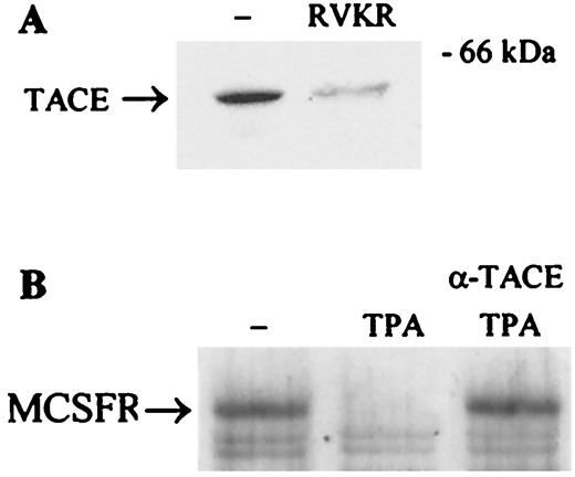 FIGURE 5. Expression of TACE and effects of anti-TACE Abs in vivo on M-CSFR down-modulation. BAC macrophages were incubated in the absence or the presence of 50 μM dec-RVKR-cmk (RVKR) for 16 h, and the expression of TACE in cell lysates was detected by immunoblotting with anti-TACE Ab (A). Cells were incubated in the absence or the presence of anti-TACE Ab (raised against the extracellular, catalytic domain of TACE) for 3 h before and then throughout a 60-min treatment with 1 μM TPA, and the expression of M-CSFR in cell lysates was detected by immunoblotting (B).