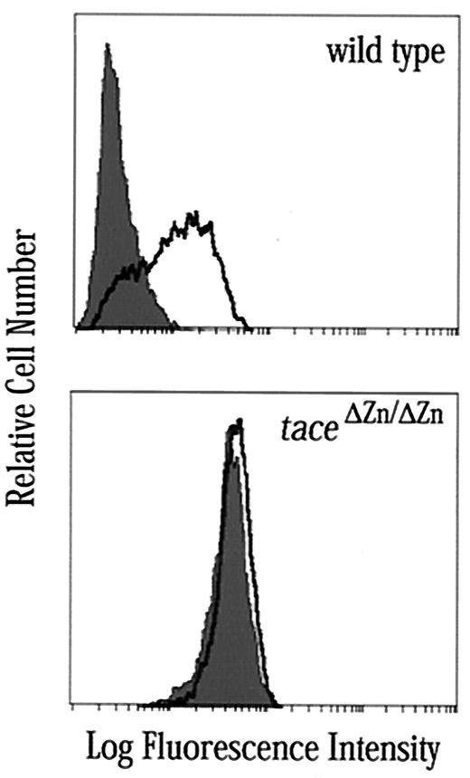FIGURE 6. Effects of TPA on cell surface M-CSFR density in wild-type or TACE-negative cells. Flow cytometry of DRM monocytes labeled with biotinylated human M-CSF followed by streptavidin-conjugated PE, and treated (shaded histograms) or not (bold-lined unshaded histograms) with 100 ng/ml TPA for 30 min.