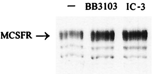 FIGURE 7. Effects of TACE inhibition on basal M-CSFR expression. BAC macrophages were incubated for 2.5 h in the absence or the presence of 10 μM BB-3103 or 200 μM IC-3 (in the absence of macrophage activators). The expression of M-CSFR in cell lysates was detected by immunoblotting.