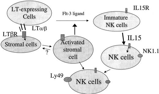 FIGURE 6. Proposed model of murine NK cell differentiation. The interaction between membrane LT and stromal cells is depicted. In the early step, LT-expressing cells, including NK progenitor cells, activate stromal cells via cell-cell contact. Activation of stromal cells via LTβR then promotes the differentiation of NK progenitors to IL-15R responding cells by both cytokines (such as Flt-3 ligand) and cell-cell contact mechanisms. IL-15 is then sufficient to drive these IL-15-responsive NK precursors into NK1.1 NK cells without the participation of stromal cells. The stromal cells are required for the expression of Ly49 on mature NK cells.