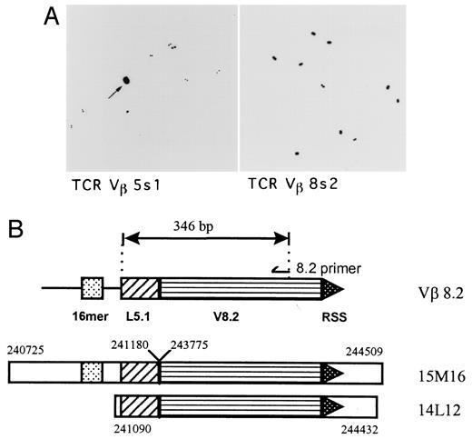 FIGURE 4. TCR Vβ5.1 and TCR Vβ8.2 clones from a SCID thymus cDNA library. A, Detection of germline Vβ cDNAs in arrayed library. 35P-labeled Vβ5.1 and Vβ8.2 probes were used to screen a SCID thymus cDNA arrayed library. Fifty Vβ8.2-positive clones were detected. The right panel shows part of the library. One Vβ5.1-positive clone was detected, which is indicated by an arrow in the left panel. B, Sequence elements of Vβ8.2 clones 15M16 and 14L12. The Vβ8.2-positive clones from SCID thymus cDNA were sequenced using ABI dye terminator cycle sequencing ready reaction kit. Their positions in TCR β locus are indicated by number. The position of the “16 mer,” leader region 5.1 (L5.1), Vβ8.2 (V8.2), recombination signal sequence (RSS), and 3′ gene-specific primer of Vβ8.2 are also indicated. The sequences at the 3′ end possess the recombination signal sequence demonstrating that the gene transcribed is in germline configuration.