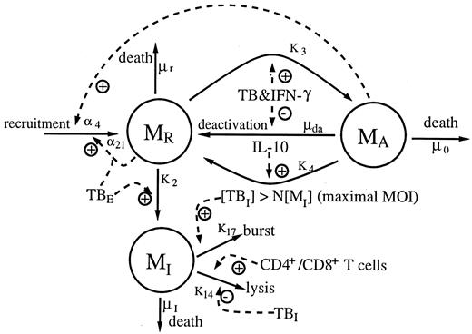 FIGURE 1. Model diagram of macrophage interactions (see Equations 1–3 in Appendix). Three populations of macrophages are included in the model: resting, activated and chronically infected macrophages, denoted, respectively, by MR(t), MA(t), and MI(t). The alphanumeric and Greek symbols indicate the rates at which these processes occur. Solid arrows indicate alterations of cell state; dashed arrows indicate rate modifiers. Plus sign indicates up-regulation; minus sign indicates down-regulation. This figure is coupled to Figures 2, 3, and 4 via T cell, cytokine, and bacterial interaction terms.