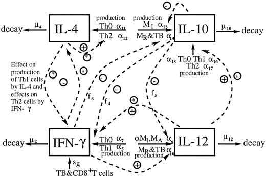 FIGURE 2. Model diagram of cytokine interactions (see Equations 7–10 in Appendix). Four cytokines are tracked in the model: IL-12, IL-10, IL-4, and IFN-γ. The alphanumeric and Greek symbols indicate the rates at which these processes occur. The ∗ indicates that multiple parameters control the process. Long dashed arrows indicate regulation of other cytokines; short arrows indicate production by cell type listed. Plus sign indicates up-regulation; minus sign indicates down-regulation. This figure is coupled to Figures 1, 3, and 4 via T cell, macrophage, and bacterial interaction terms.