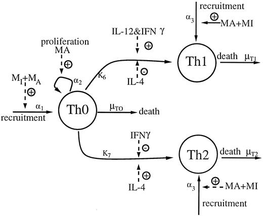FIGURE 3. Model diagram of T cell interactions (see Equations 4–6 in Appendix). Three T cell populations are followed: T0, T1, and T2 cells. The alphanumeric and Greek symbols indicate the rates that these processes occur. Solid arrows indicate alterations of cell state; dashed arrows indicate rate modifiers. Plus sign indicates up-regulation; minus sign indicates down-regulation. This figure is coupled to Figures 1, 2, and 4 via macrophage, cytokine, and bacterial interaction terms.