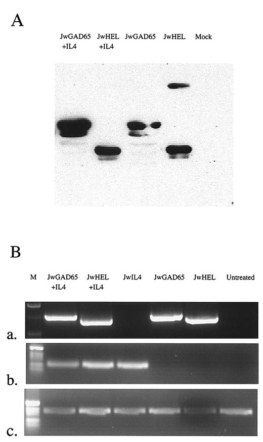 FIGURE 1. Detection of pDNA-encoded protein and RNA. A, COS-7 cells were transfected with JwHEL, JwGAD65, JwHEL + IL-4, JwGAD65 + IL-4, or mock transfected (no pDNA) and IgGFc fusion proteins were immunoprecipitated from culture supernatant. Protein was detected via Western blot. B, Four-week-old NOD. IL4null female mice received three i.m. injections of JwHEL, JwGAD65, JwIL-4, JwHEL + IL-4, or JwGAD65 + IL-4 over 21 days. Four weeks after the final immunization, pDNA-encoded RNA transcripts were amplified via RT-PCR from muscle tissue prepared from the site of injection, and the resulting amplicons were resolved on a 1.5% agarose gel containing ethidium bromide. Detected were amplicons (a) representative of appropriately processed, full-length HEL-IgGFc (870 bp) or GAD65-IgGFc (1200 bp) transcripts, or amplicons of the expected molecular size encoding portions of IL-4 (b; 200 bp) or β-actin (c; 350 bp). M, 1-kb ladder (Life Technologies). Amplicons were not detected in the absence of RT.