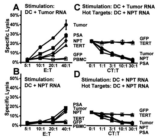 FIGURE 7. The CTL responses recognizing normal prostate Ags are directed against PSA Ags. CTL were stimulated from autologous PBMC by coculture with the following DC preparations: DC transfected with RNA amplified from microdissected prostate tumor tissue (tumor, A and C) and RNA amplified from NPT (NPT RNA, B and D). CTL were assayed in cytotoxicity assays using the above DC preparations or DC transfected with PSA RNA, TERT RNA, PBMC RNA, or GFP RNA as targets (A and B). These CTL were further analyzed in cold target inhibition experiments (C and D) using DC transfected with RNA amplified from microdissected NPT as radioactively labeled targets. These hot targets were competed out against the following unlabeled (cold) targets: GFP RNA-transfected DC, PSA RNA-transfected DC, TERT RNA-transfected DC, and DC transfected with RNA amplified from microdissected prostate tumor (tumor) or NPT.