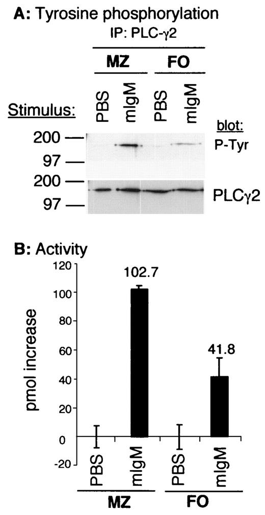 FIGURE 2. Activation of PLCγ2 following mIgM cross-linking in MZ and FO cells. Purified MZ and FO cells were incubated with either PBS or 20μg/ml F(ab′)2 goat anti-mouse IgM for 1 min, lysed, and immunoprecipitates were formed with anti-PLCγ2 antisera (2μg/ml). A, Tyrosine phosphorylation: eluates were resolved by SDS-PAGE, transferred to nitrocellulose and probed with 4G10 antiphosphotyrosine (top). Blots were subsequently stripped and reprobed with the precipitating antisera to verify equivalent amounts of proteins in all samples (bottom). B, Activity: eluates were analyzed for PLC activity. The increase in release of soluble [3H] in stimulated samples over that in unstimulated samples is shown. The error bars represent the range in replicate experiments. The experiments shown are representative of three.