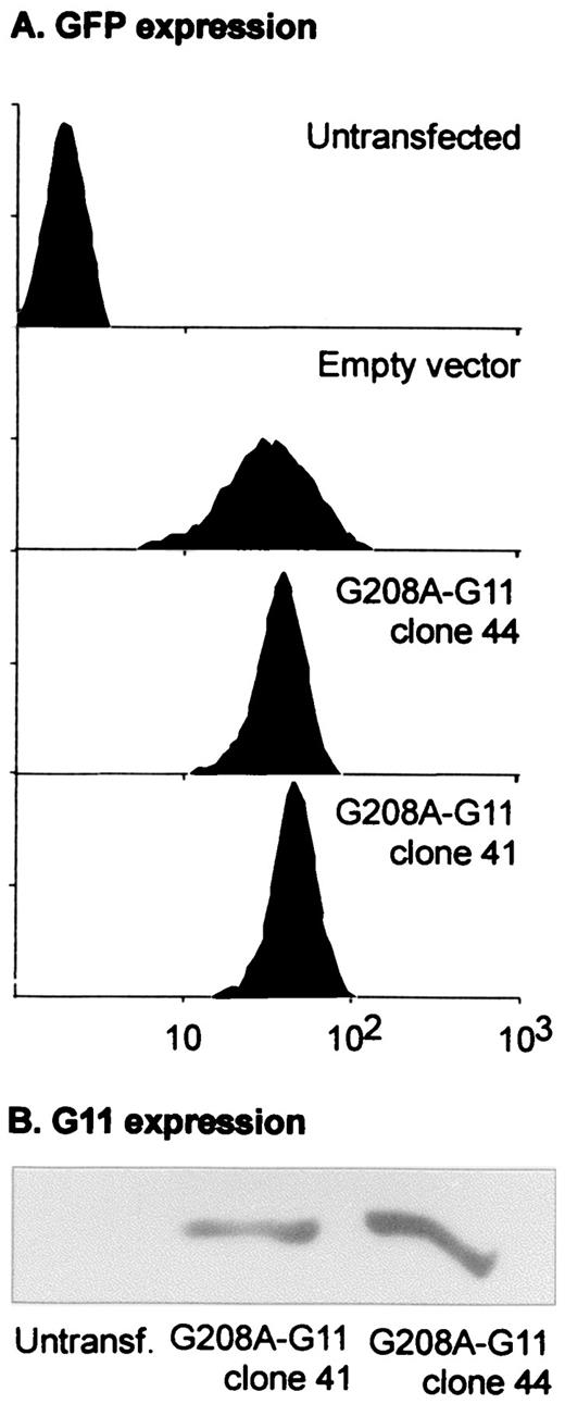 FIGURE 5. Characterization of G208A-G11 transfectant clones. A, FACS analysis of coexpressed GFP. Empty vector, cells transduced with the empty LZRS-IRES-hyg-EGFP vector and FACS-sorted to obtain a population with GFP levels comparable to those of the G208A-G11–41 and -44 clones. B, G11 expression in the G208A-G11 transfectant clones. Untransf., untransfected cells, endogenous G11 expression not visible at this exposure.
