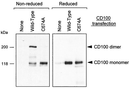 FIGURE 4. Cysteine residue 674 in the extracellular domain of CD100 is required for dimerization. COS cells were transfected with a pCDM8 vector encoding wild-type CD100 or a CD100 molecule mutated at cysteine 674 into an alanine (C674A). Forty-eight hours later cells were biotinylated and incubated for 90 min at 37°C in complete culture medium. CD100 immunoprecipitates were performed with specific mAbs in supernatants as described in Fig. 1, and the precipitates were analyzed in nonreducing and reducing conditions.