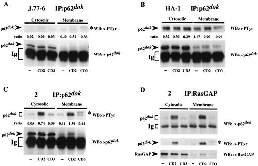 FIGURE 7. Phospho-p62dok and RasGAP are recruited to the membrane following CD2 stimulation. Jurkat J.77-6 cells (A) or clone HA-1 cells (B) or clone 2 cells (C) were left unstimulated (−) or stimulated with an anti-CD2 mAbs pair for 3 min or anti-CD3 mAbs for 1 min. Cells were lysed in a hypotonic buffer using a Dounce homogenizer. Lysates were fractionated into cytosolic and membrane fractions and were immunoprecipitated with anti-p62dok PTB. p62dok immunoprecipitates were immunoblotted with either anti-phosphotyrosine mAbs or anti-p62 Abs, as indicated. The relative proportion of phosphorylated p62dok at each stimulation condition and cytofraction was calculated by normalizing the phosphotyrosine signal to the amount of precipitated protein, and the ratio of these two signals is presented. Ratios in A and B were calculated from the same blots, whereas ratios presented in C were from a different experiment. D, Lysates from clone 2 cells were fractionated, as described above. RasGAP immunoprecipitates were subjected to anti-p62dok, anti-phosphotyrosine, and anti-RasGAP immunoblotting, as indicated. The band indicated by an asterisk corresponds to phosphorylated ZAP-70 associated with CD3 and is due to stimulating CD3 mAbs that bind to protein A during the immunoprecipitation. WB, Western blot.
