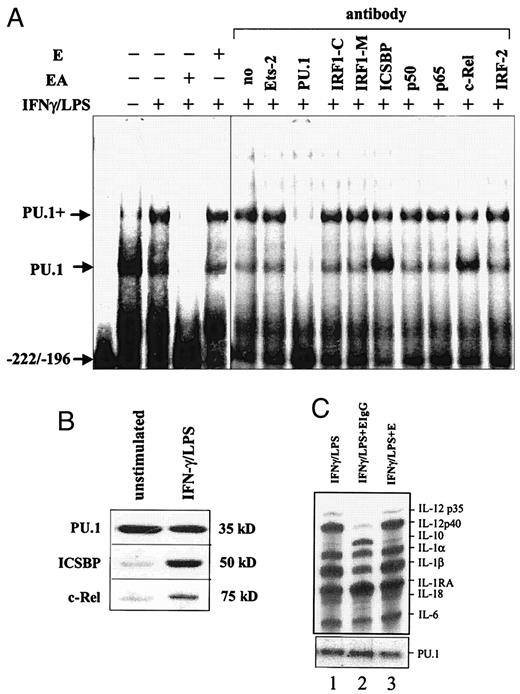 FIGURE 6. A, The effect of FcγR ligation on the binding of PU.1 to the Ets site in macrophages. Nuclear protein extracts were prepared following appropriate stimulation of BMMφ in the presence or absence of FcγR ligation. The extracts were analyzed by EMSA using a probe derived from the −222 to −196 region of the human IL-12 p40 promoter, which contains the Ets element. Supershift EMSA was performed using various Abs preincubated with the nuclear extracts for 30 min on ice before the addition of the probe. The complexes were resolved on a 6% low ionic strength buffer-polyacrylamide gel. The two complexes are indicated with an arrow. PU.1+ indicates the upper activation complex containing PU.1 and additional factors. B, Immunoprecipitation of the PU.1+ complex. RAW264.7 cells were primed overnight with IFN-γ and then stimulated for 1 h with LPS. Nuclear extracts were immunoprecipitated with anti-PU.1 Ab, subjected to SDS-PAGE and then incubated with anti-PU.1 Ab. The blot was stripped and sequentially probed with Abs to ICSBP and c-Rel. C, Effect of FcγR ligation on PU.1 mRNA accumulation. RNase protection assay (for IL-12 p35, p40, IL-10, IL1α, IL-1β, IL-1RA, IL-18, and IL-6) and Northern blot (for PU.1) were performed with total RNA from BMMφ. Lane 1, Cells stimulated with IFN-γ and LPS; lane 2, cells stimulated with IFN-γ and LPS and treated with EIgG; lane 3, cells stimulated with IFN-γ and LPS and treated with nonopsonized erythrocytes (E). A total of 10 μg RNA was used per determination. This figure is representative of two independent determinations.