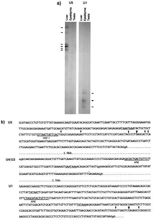 FIGURE 7. Analysis of the promoter regions. a, RNase protection assay. The transcription initiation sites of the U5 and U1 types were determined, using as probes the 382- and 455-bp fragments containing U5 and U1 sequences, respectively. The U5 and U1 promoters are tissue specific, and both promoters include multiple transcription initiation sites (indicated by arrows). b, Nucleotide sequences of three promoter regions. The positions of the transcription-initiation sites determined above are shown by arrows. The 5′-ends of the cDNAs encoding the U3/U2 and U3 types obtained by 5′-RACE are dotted. The putative TATA boxes are underlined. The binding motifs for HNF-1 (GTTAATNATTAAC) and the ARE (GGWACANNNTGTTCT) are shown by double underlining. Exon/intron recognition signals, AG and GT, are shown in lowercase.