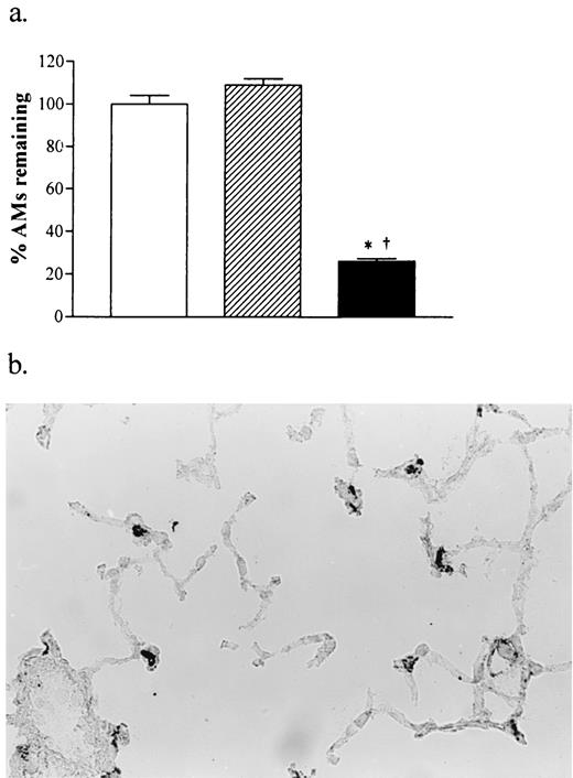 FIGURE 1. a, Effect of CL2MBP liposomes on AMs 2 days after i.n. administration. The bars indicate the percentage of total AMs remaining in AM− mice (▪) or AM+ (liposomes) mice (▨) compared to mice receiving saline (□; 100%). The data are presented as mean and SEM from five mice per group. ∗, p < 0.05 AM− mice vs AM+ (saline) mice; †, p < 0.05 AM− mice vs AM+ (liposomes) mice. b, Apoptotic AMs were visualized by immunostaining lung tissue for cleaved PARP 7 h after CL2MBP liposome treatment (original magnification, ×80).