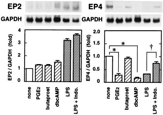 FIGURE 7. Effects of cAMP-generating agents on basal mRNA expression of EP receptors and the effects of indomethacin on up-regulated EP2 mRNA expression or down-regulated EP4 mRNA expression in C3H/HeN macrophages. Peritoneal macrophages were exposed to medium supplemented with 1 μM PGE2, 1 μM butaprost, or 1 mM dbcAMP for 3 h, or cells were alternatively exposed to medium containing 100 ng/ml LPS in the presence (LPS + Indo.) or absence of 10 μM indomethacin (LPS) for 3 h. Total RNA (10 μg) isolated from each collected sample was subjected to Northern blot analyses. The upper panels are representative results of three separate experiments. The blots were subjected to radioactive image analysis, and EP mRNA levels were normalized to GAPDH mRNA levels as the mean ± SEM of three independent experiments shown in the lower panels. The EP2/GAPDH and the EP4/GAPDH values are shown as the fold of values obtained from the cells exposed to the medium only for 3 h (∗, p < 0.01 for PGE2- or dbcAMP-treated vs nontreated cells; †, p < 0.01 for LPS-treated vs LPS and indomethacin-treated cells).