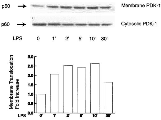 FIGURE 2. LPS exposure results in the membrane translocation of PDK-1. Alveolar macrophages were treated with LPS (1 μg/ml) for 1–30 min. Cytosol and membrane proteins were obtained, and Western analysis was performed using an Ab specific for PDK-1. Primary Ab concentrations of 1:500 and secondary Ab concentrations of 1:5000 were used. Immunoreactive bands were visualized using chemiluminescence and BioMax MR-1 film. Densitometry of the membrane blot is shown as fold increase (mean OD units 0 time/mean OD units experimental sample). The figure shows a representative (of two) experiment from one set of alveolar macrophages.