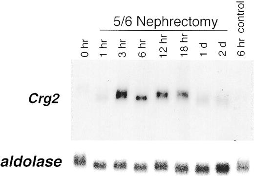 FIGURE 8. Time course of Crg-2 expression following five-sixths nephrectomy. Northern blot analysis of 20 μg/lane total kidney RNA probed with Crg-2 and aldolase.