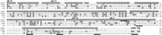 FIGURE 1. Predicted amino acid sequence of CRACC aligned with those of CD84, CD150 (SLAM), and 2B4. SS, Signal sequence; EC, extracellular domain; TM, transmembrane region; IC, intracellular domain. Cytoplasmic tyrosine-based motifs are underlined. Residues that match CRACC amino acid sequence are shaded. CRACC GenBank accession number is AF405579.