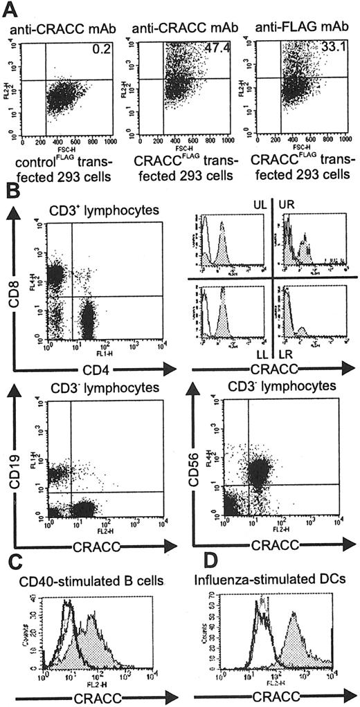 FIGURE 2. CRACC is expressed on NK cells, CD8+ T cells, activated B cells, and mature DCs. A, Specificity of mAb 162. FLAG-tagged CRACC (CRACCFLAG; middle and right panels) and FLAG-tagged 2B4 (controlFLAG; left panel) were expressed in 293 cells. Cells were stained with mAb 162 (left and middle panels). Expression of CRACCFLAG (right panel) and 2B4FLAG (data not shown) was confirmed using anti-FLAG mAb. The percentage of positive cells is indicated (upper right quadrants). Cells stained with a control Ab fell within the lower right quadrant. B, Expression of CRACC in PBMC. Upper panels show expression of CRACC on CD3+ T cells, which were divided in four subsets based on the expression of CD4 and/or CD8 (right panels). Lower panels show expression of CRACC on CD3−/CD19+ B cells and on CD3−/CD56+ NK cells. Cells stained with a control Ab fell within the lower right quadrant. C and D, Staining of CD40L-activated B cells (C) and DCs stimulated with influenza virus (D) with anti-CRACC mAb (filled histograms) as compared with unstimulated cells (open bold histograms). Stimulated cells stained with an isotype matched control mAb are indicated by dashed histograms.