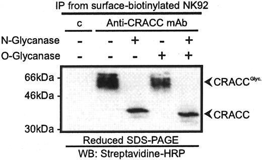FIGURE 3. CRACC is an ∼66-kDa glycoprotein. Anti-CRACC mAb or control IgG1 (c) immunoprecipitates from surface biotinylated NK92 cells were treated with O-glycanase and N-glycanase F as indicated, and subsequently analyzed by Western blot analysis with streptavidin-HRP.