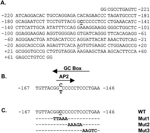FIGURE 1. The human proximal CD14 promoter. A, Sequence of the CD14 5′-flanking region (GenBank accession no. U00699; Ref. 26 ) contained in the reporter vectors. The wild-type variant (−159/C) is shown with the major transcription start site at +1 (underlined). The polymorphic position −159 is in bold and underlined. B, Sequence of the 22-bp oligonucleotide encompassing CD14/−159C→T. The polymorphism at position −159 is indicated in bold. The potential binding sites identified by MatInspector analysis with the TRANSFAC database (33 ) on the sense and antisense strands are indicated by arrows. C, Sequence of mutant oligonucleotides derived from wild-type 22C. Transversions are indicated in bold.