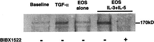 FIGURE 4. Tyrosine phosphorylation of EGFR induced by eosinophil supernatant and TGF-α. NCI-H292 cells cultured alone served as the control (baseline). The cells were treated with TGF-α (0.1 ng/ml) or with supernatant of eosinophils cultured alone (EOS alone) or with IL-3 plus IL-5 (EOS IL-3 + IL-5). Some cultured NCI-H292 cells were pretreated with the selective EGFR tyrosine kinase inhibitor BIBX1522 (10 μM). Cell lysates containing equal amounts of proteins were immunoprecipitated with an mAb to EGFR and analyzed by Western blotting with an antiphosphotyrosine Ab (PY-99). Results are representative of three separate experiments.